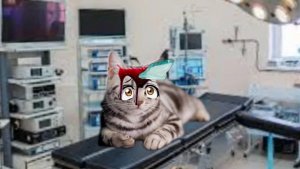 Куала (кошка )разбила лоб СТЕКЛОМ!!??срочно в скорую!!