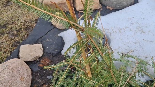 ВЕСЕННИЕ РАДОСТИ И ЗАБОТЫ/27 МАРТА 2026 ГОДА