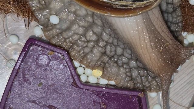 Дождалась подарок от серой улиточки.