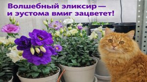 Волшебный эликсир для Эустомы! Полей так и эустома точно зацветет!