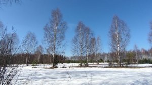 Когда март встречается с апрелем / Природа Подмосковья