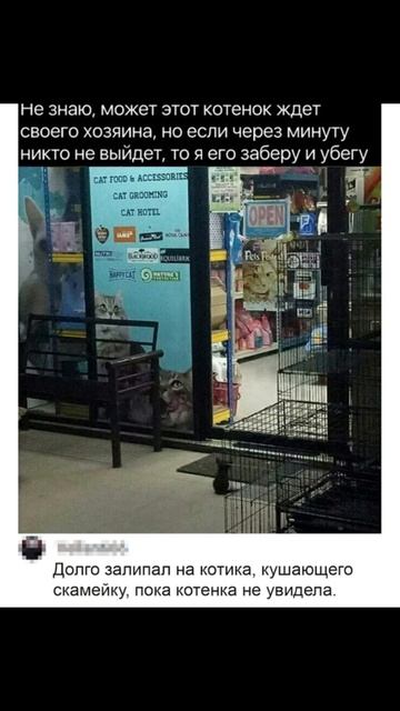 Пепься или Кокалёка? Приколы с котами