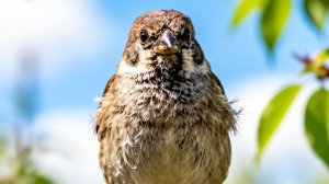 пернатые воробьи