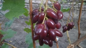 Виноград Дубовский Розовый Крупный морозостойкий | Донская лоза