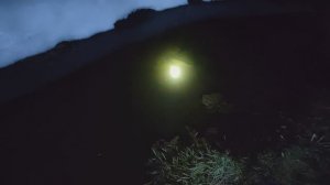 Нашёл ночью карасей после зимы в оттаявшем мини-озере!)