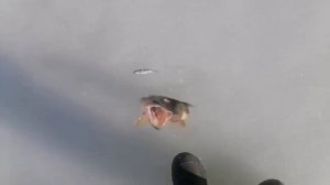 ВОТ ОН ПЕРВЫЙ ЗУБАСТИК ТУГИ