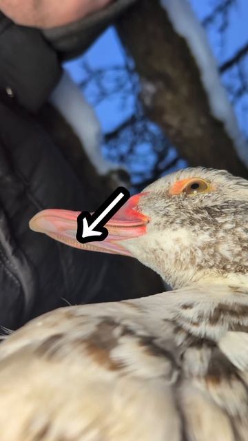 Почему клювы Кур и Уток так сильно отличаются? 🤔 #деревня #утка #курица #птицы #рассказ