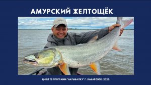 Амурский желтощек