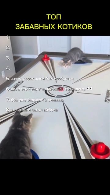 СМЕШНЫЕ КОТЫ — ТОП СМЕШНЫХ КОТИКОВ #коты #мемы