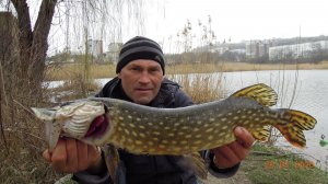 Жор мартовской щуки,перед нерестом.