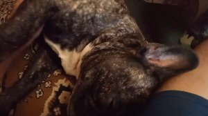 26.03.19.00.Мой ребёнок.Бульдог Рик.