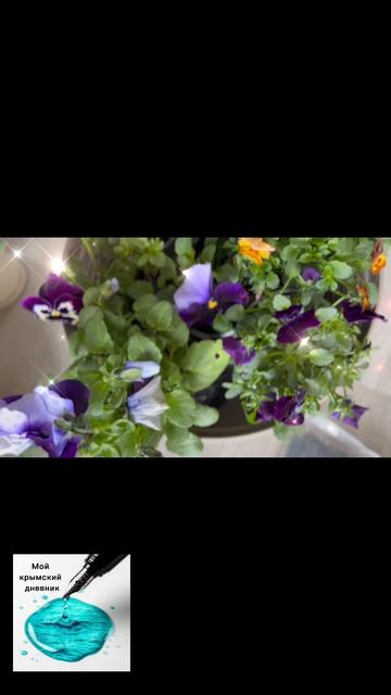 Весна идет! У нас в Крыму слышны шаги, а у вас?! 👠🌸🌷 #крым #весна #веснаидет #жизньуморя #просев