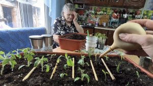 ДЕРЕВЕНЬКА МОЯ,МАМА ВСЕГДА ПОМОЖЕТ, СПЛЮ ПО ДРУГОМУ,МЕШАЕМ ДРУГ ДРУГУ