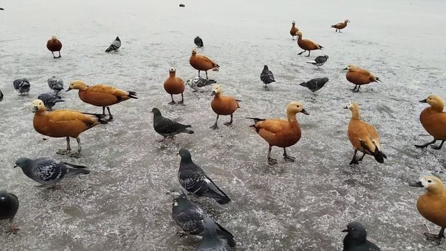 Весна пришла