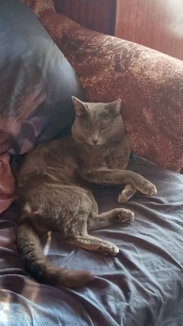 Кот Атос недоволен, что его снимают без разрешения #shorts #котатос #животные #коты #атос