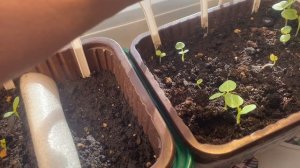 Как в былые времена. Злющий доктор. Моя новая куколка в процессе работы. Растёт рассада