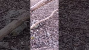 мы гуляем на велосипедах