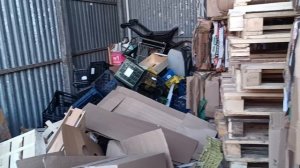 В крысу летят помидоры