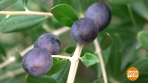 Маслины и оливки: какая разница? Доброе утро. Фрагмент выпуска от 27.03.2026