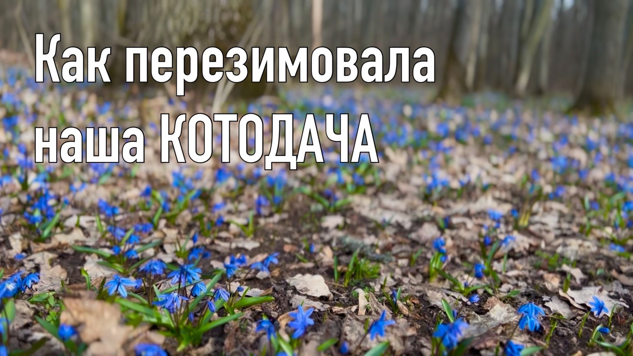 🌿 Как перезимовали наша дача, коты и пёс? 🌿