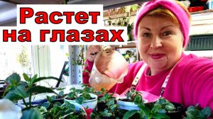 Не растет рассада_ Дайте ей вкусный элексир, дело сдвинется. Рассада будет жирной