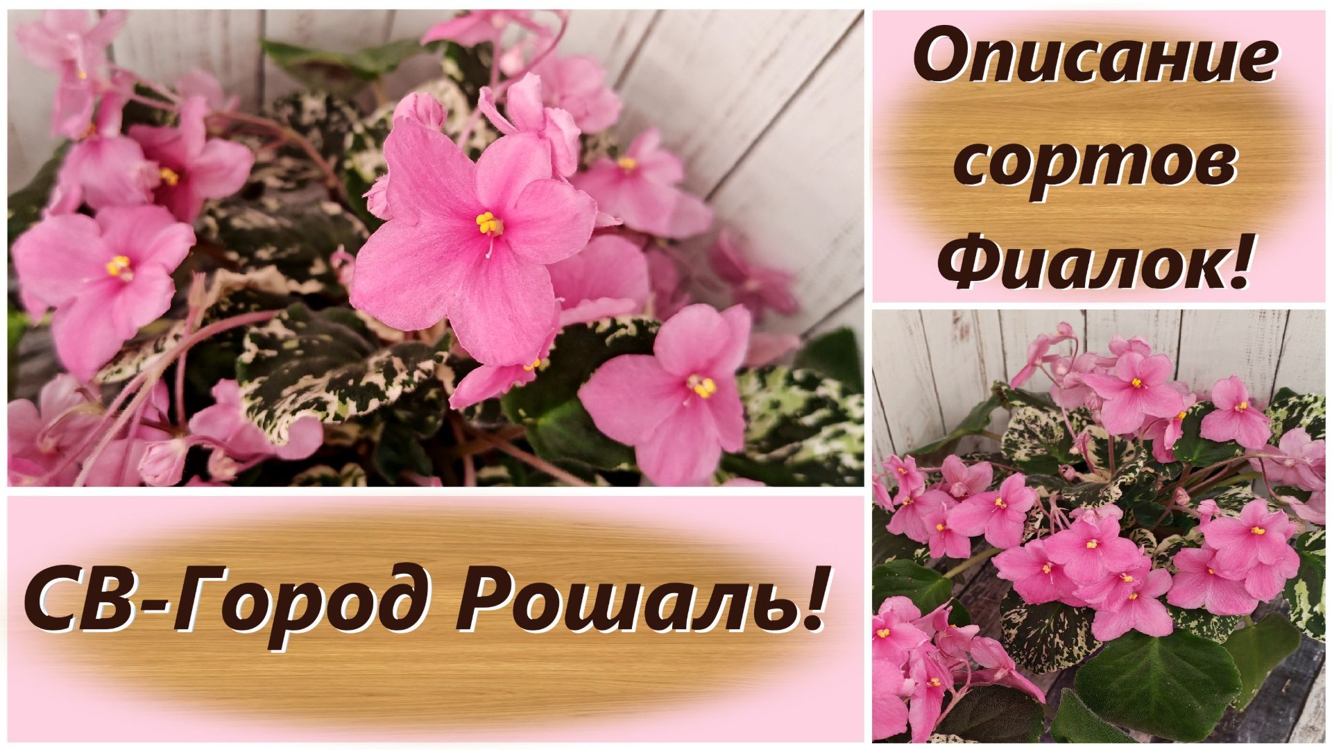 Описание сортов Фиалок! СВ-Город Рошаль!
