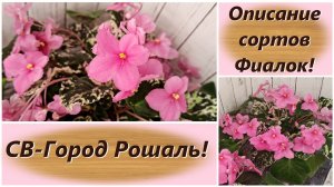Описание сортов Фиалок! СВ-Город Рошаль!