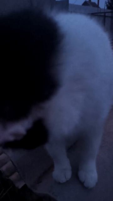 Очередная несчастная пушистая душа нуждается в помощи 🙏 Частный сектор полон бездомными кошкамм, мн