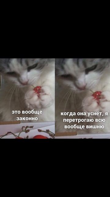 Завтыкал на уроке) Приколы с котами