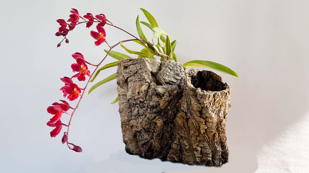 Пробковые горшки для орхидей