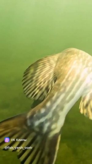 Шикарная атака Щуки!