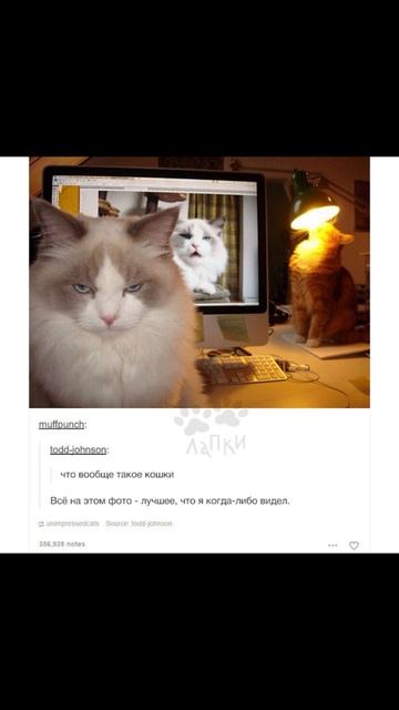 Кот рассматривает наборы Лего-роботов) Приколы с котами