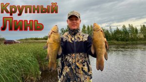 Крупный Линь/Линь тут есть и ест всегда! /Клевое место с берега на Ладоге