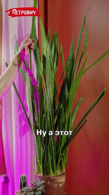 Сад с Галиной / Самые популярные домашние цветы