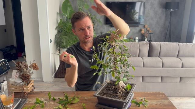 Фикус заплетенный косичкой на камне Ч.17 весенняя обрезка и формировка кроны