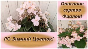 Описание сортов Фиалок! РС-Зимний Цветок!