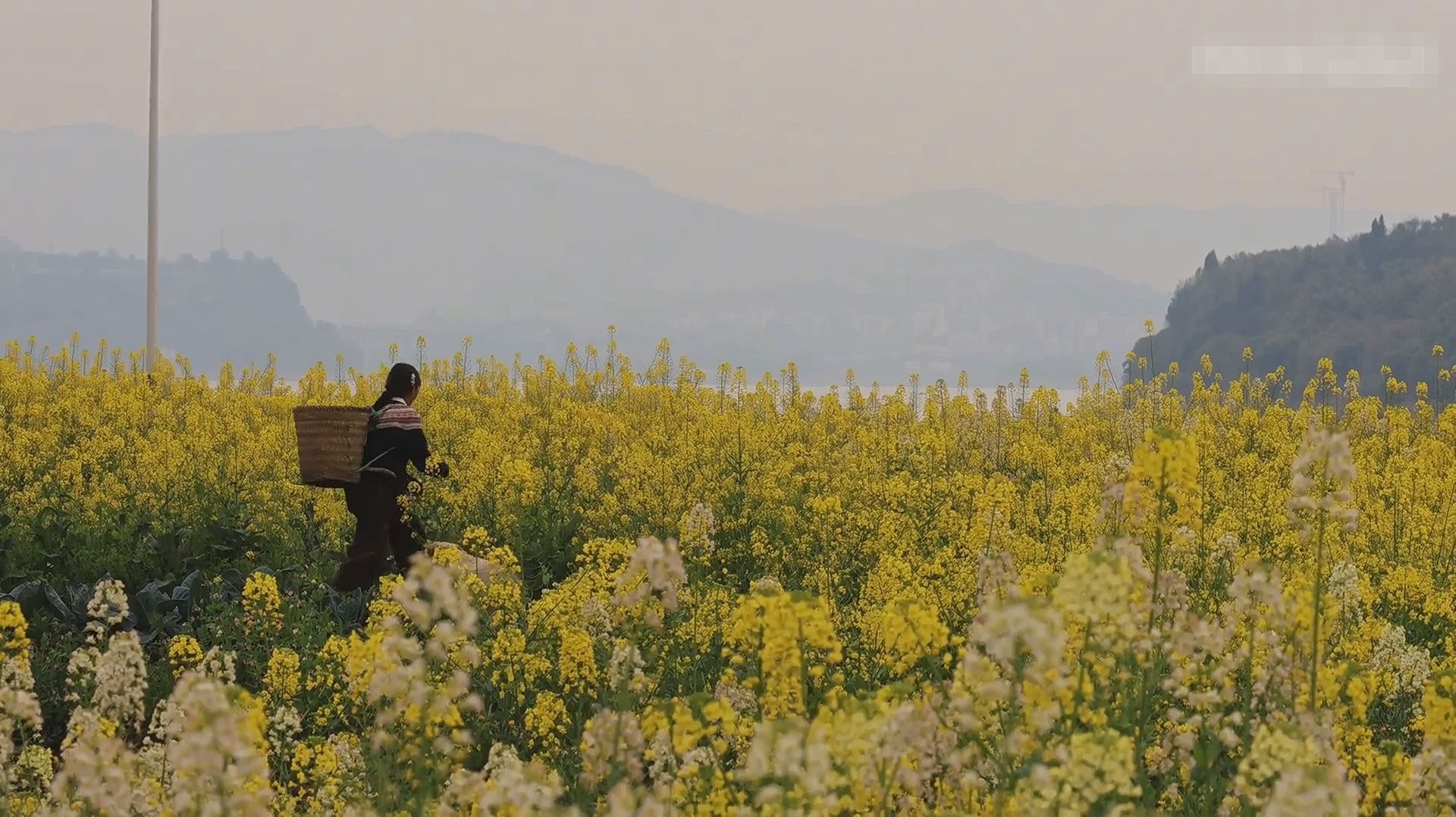 Путешествие по овсяным полям - Расцвели чудесные рапсовые поля