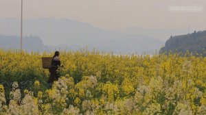Путешествие по овсяным полям - Расцвели чудесные рапсовые поля