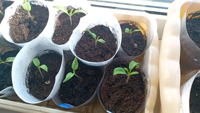 Рассада на 27 марта.