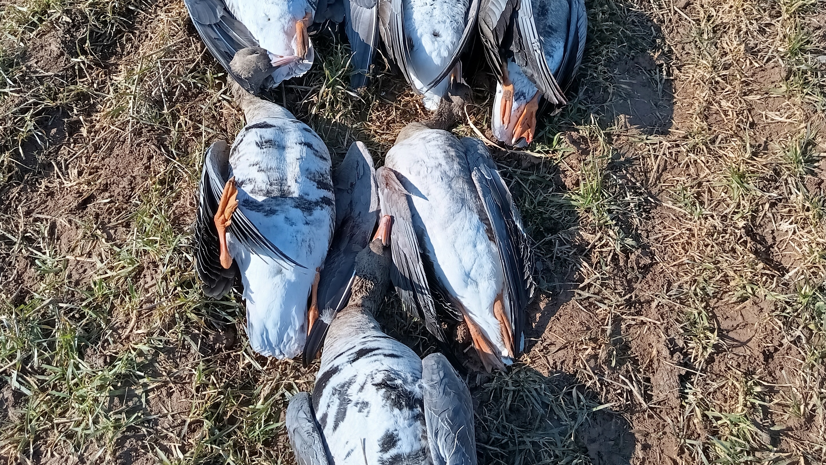 Охота на гусей! 22-03-2026