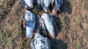 Охота на гусей! 22-03-2026