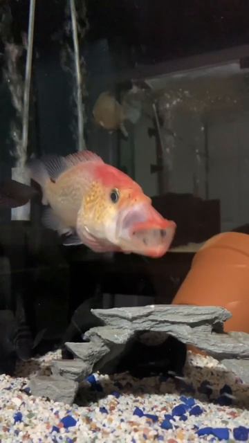 video_2024-04-01_00-32-37