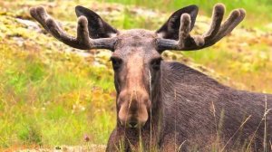 природа мир в 4к видео