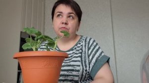 Посадила герань, распаковка