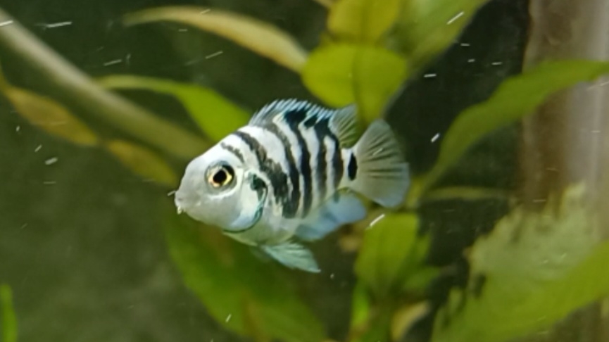 Сапфировые попугаи- рыбки огонь