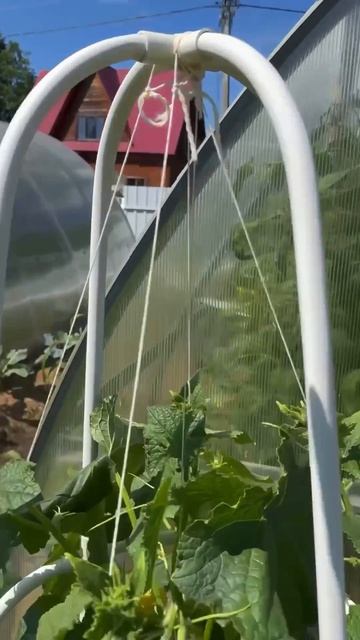 Огурцы без грядки