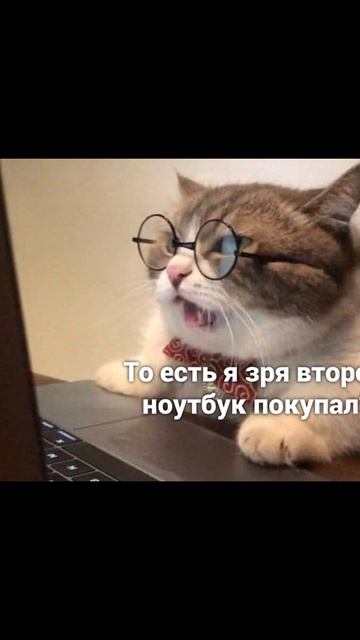 Лучшие парикмахер в городе) Приколы с котами