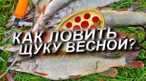 КАК ЛОВИТЬ ЩУКУ ВЕСНОЙ? РЕАЛЬНЫЕ ФАКТЫ КОТОРЫЕ ПОМОГУТ ЛОВИТЬ БОЛЬШЕ РЫБЫ ВЕСНОЙ И ЛЕТОМ!