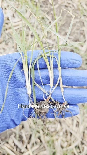 На что влияет мезокотиль #агроном #сельскоехозяйство #поле #урожай