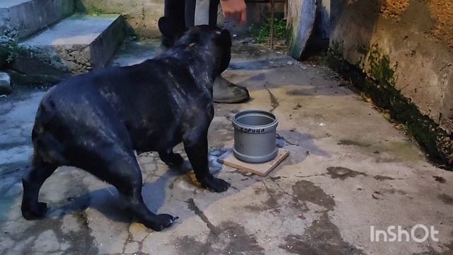 Чуча знакомится с запахом корицы.